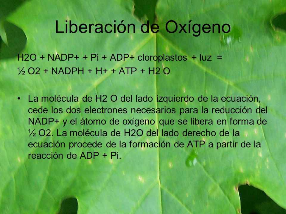 Liberación de Oxígeno H2O + NADP+ + Pi + ADP+ cloroplastos + luz =