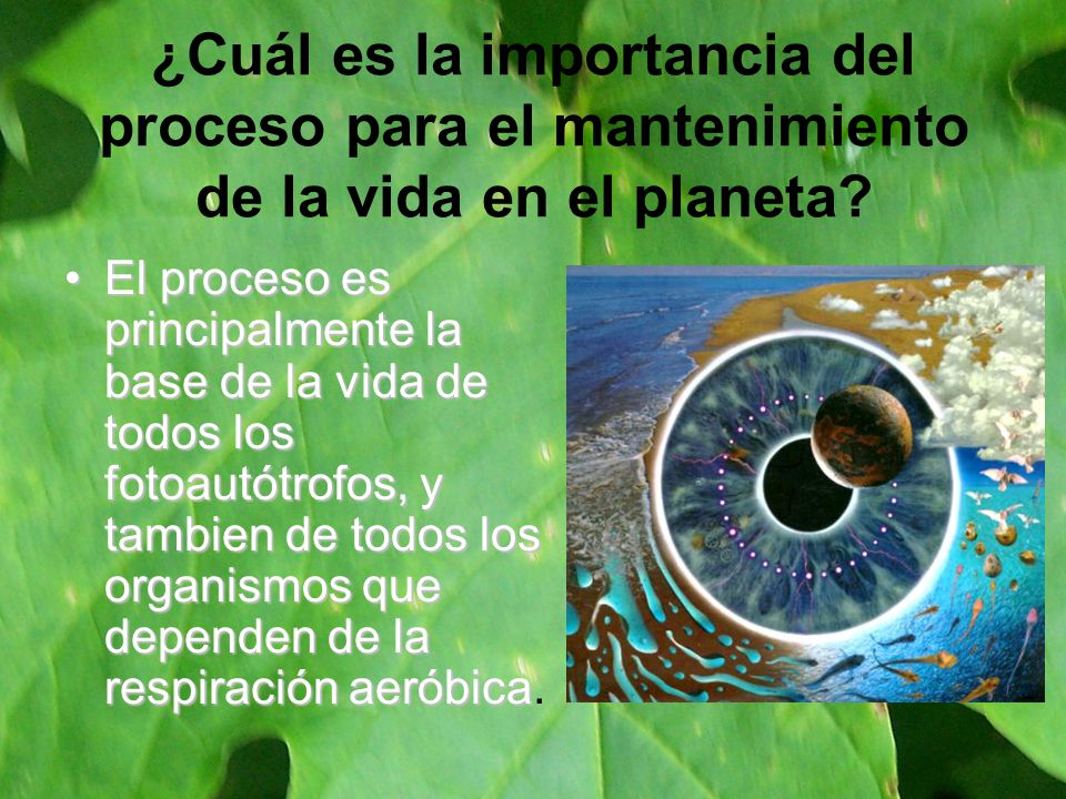 ¿Cuál es la importancia del proceso para el mantenimiento de la vida en el planeta