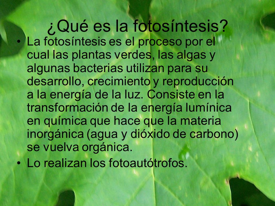 ¿Qué es la fotosíntesis