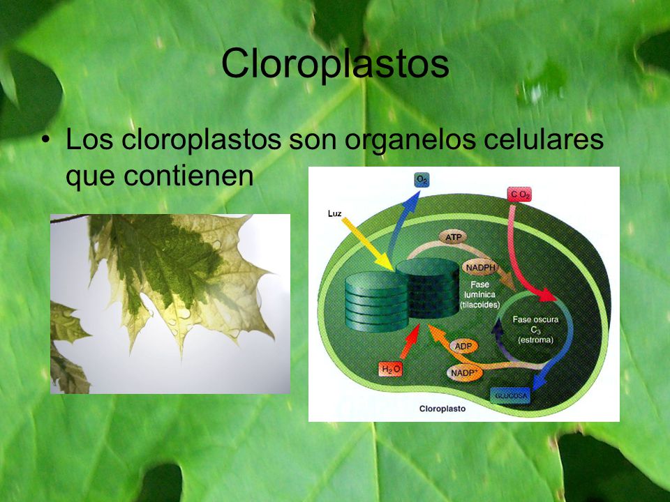 Cloroplastos Los cloroplastos son organelos celulares que contienen
