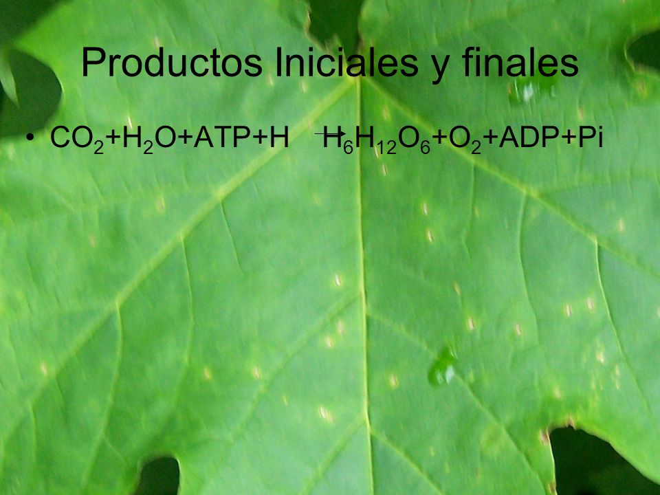 Productos Iniciales y finales