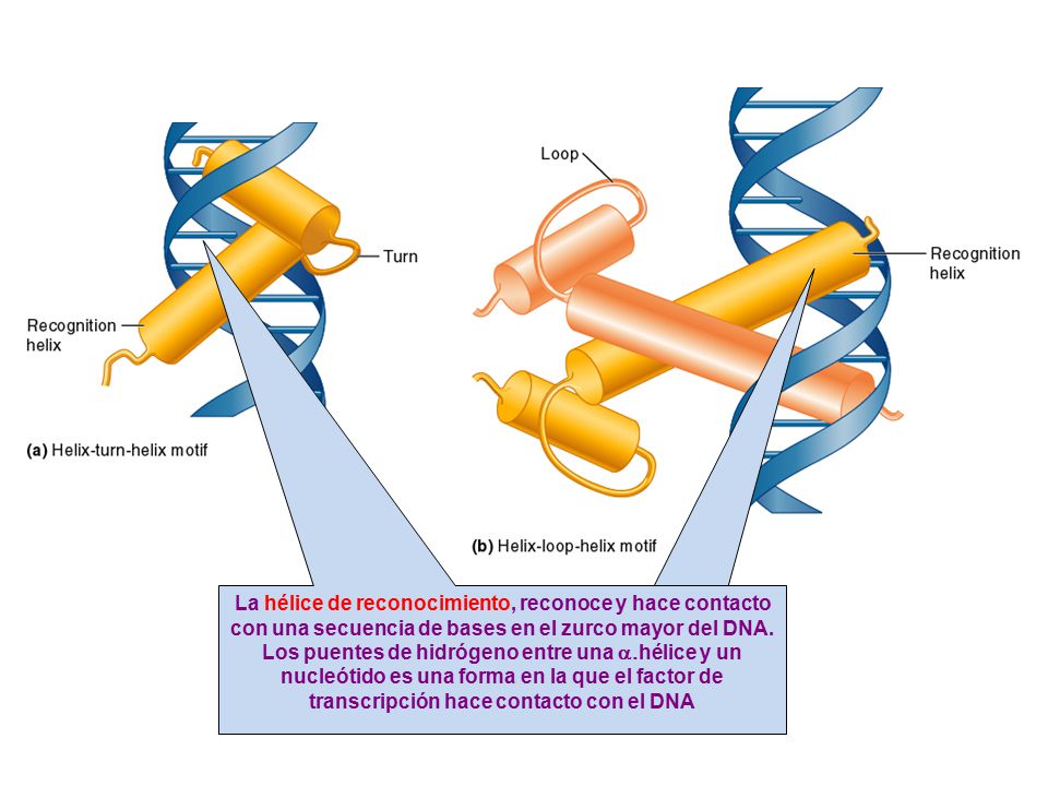 La hélice de reconocimiento, reconoce y hace contacto con una secuencia de bases en el zurco mayor del DNA.