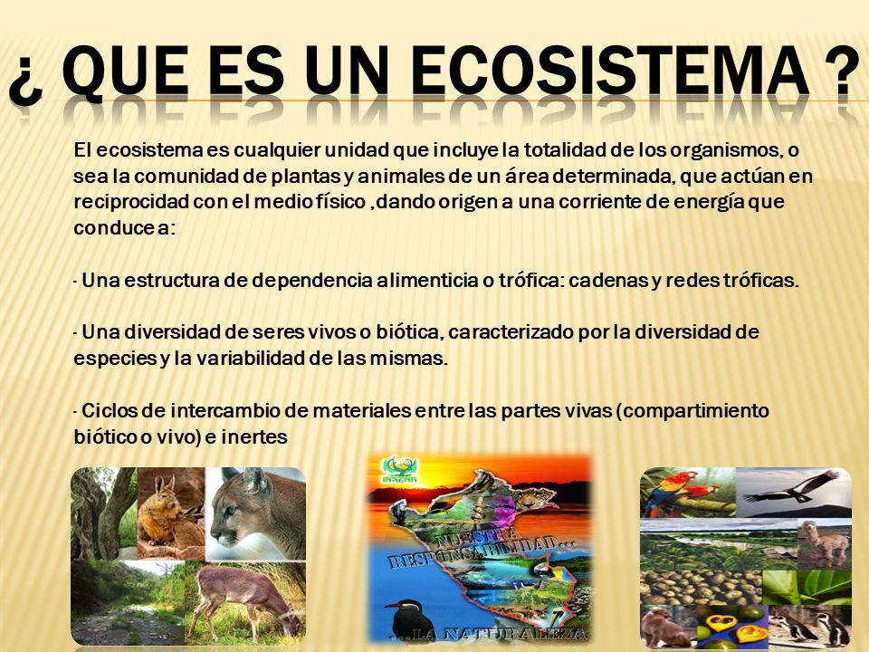 ¿ QUE ES UN ECOSISTEMA