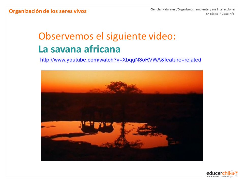 Observemos el siguiente video: La savana africana