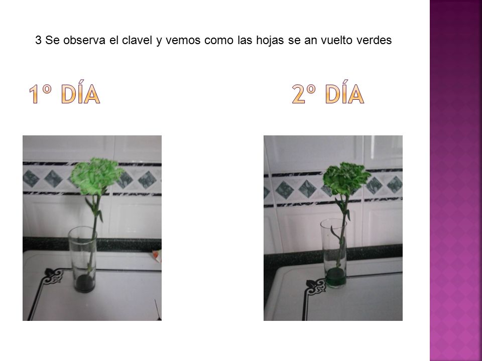 3 Se observa el clavel y vemos como las hojas se an vuelto verdes
