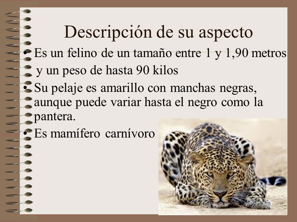 Descripción de su aspecto