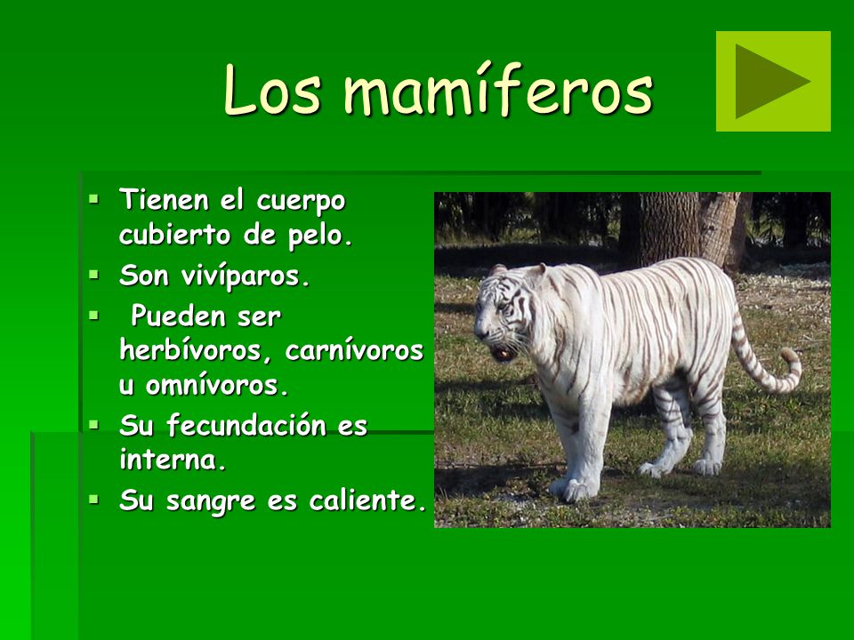 Los mamíferos Tienen el cuerpo cubierto de pelo. Son vivíparos.