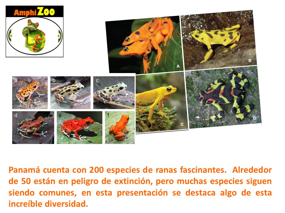 Panamá cuenta con 200 especies de ranas fascinantes