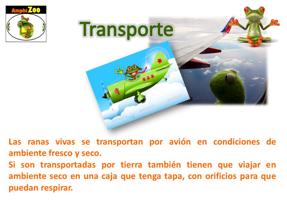 Transporte Las ranas vivas se transportan por avión en condiciones de ambiente fresco y seco.
