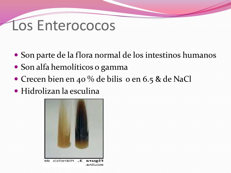 Los Enterococos Son parte de la flora normal de los intestinos humanos