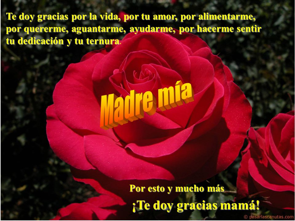 Te doy gracias por la vida, por tu amor, por alimentarme, por quererme, aguantarme, ayudarme, por hacerme sentir tu dedicación y tu ternura.