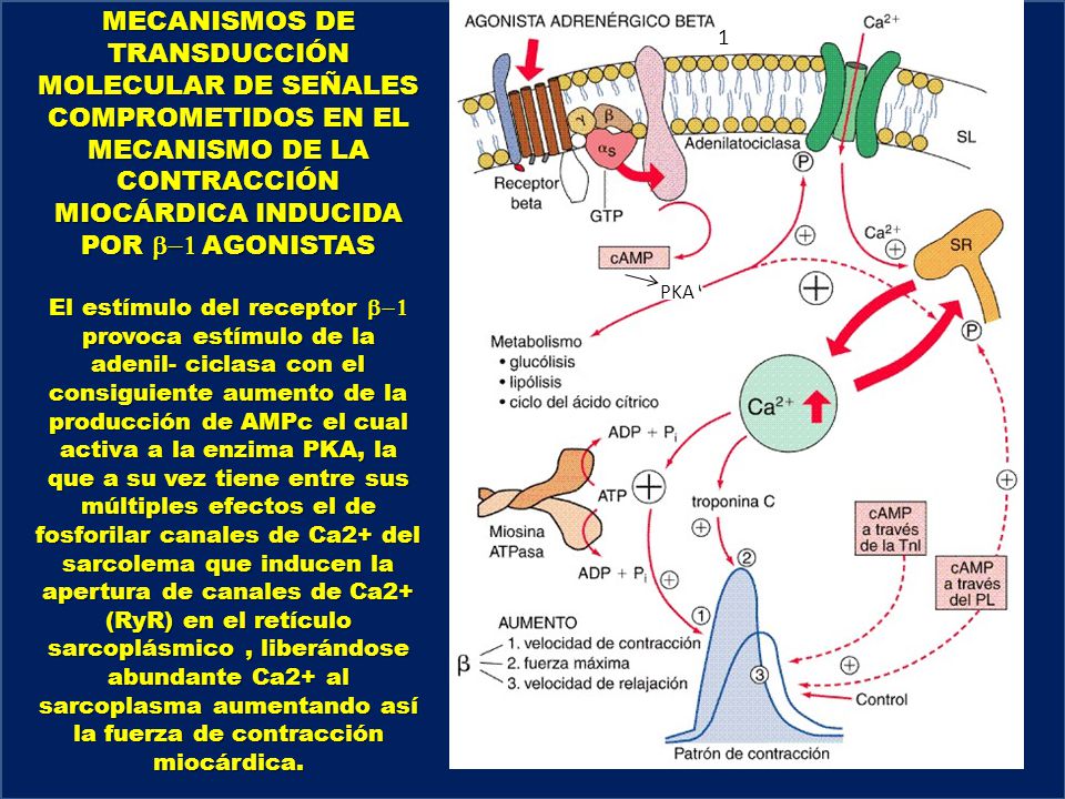 MECANISMOS DE TRANSDUCCIÓN MOLECULAR DE SEÑALES COMPROMETIDOS EN EL MECANISMO DE LA CONTRACCIÓN MIOCÁRDICA INDUCIDA POR b-1 AGONISTAS