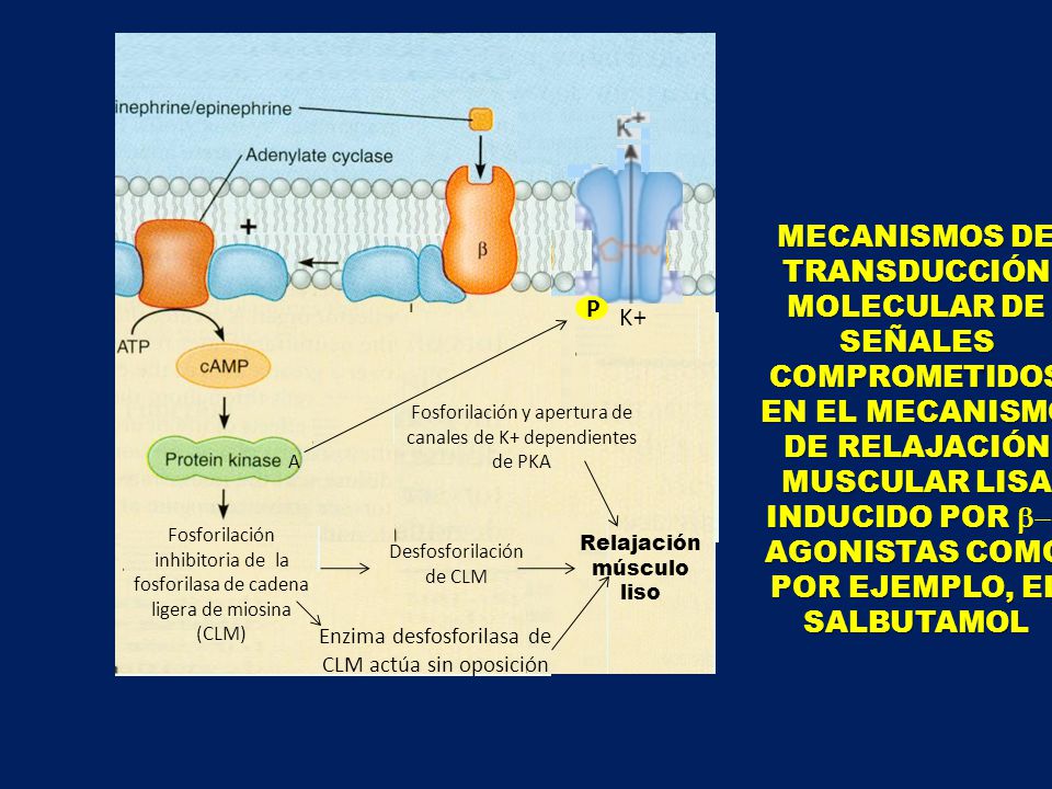 MECANISMOS DE TRANSDUCCIÓN MOLECULAR DE SEÑALES COMPROMETIDOS EN EL MECANISMO DE RELAJACIÓN MUSCULAR LISA INDUCIDO POR b-2 AGONISTAS COMO POR EJEMPLO, EL SALBUTAMOL