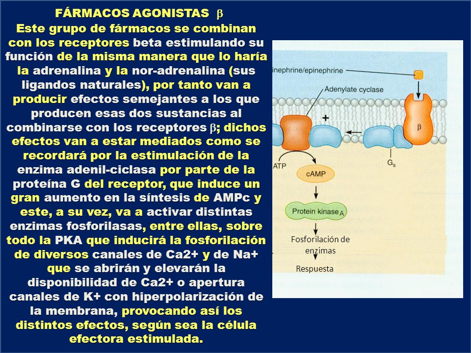 Fosforilación de enzimas
