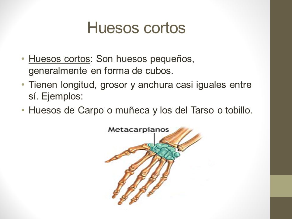 Huesos cortos Huesos cortos: Son huesos pequeños, generalmente en forma de cubos. Tienen longitud, grosor y anchura casi iguales entre sí. Ejemplos: