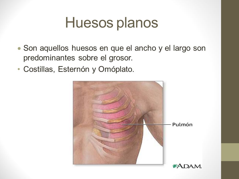 Huesos planos Son aquellos huesos en que el ancho y el largo son predominantes sobre el grosor.