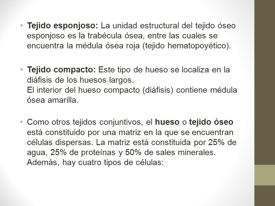 Tejido esponjoso: La unidad estructural del tejido óseo esponjoso es la trabécula ósea, entre las cuales se encuentra la médula ósea roja (tejido hematopoyético).
