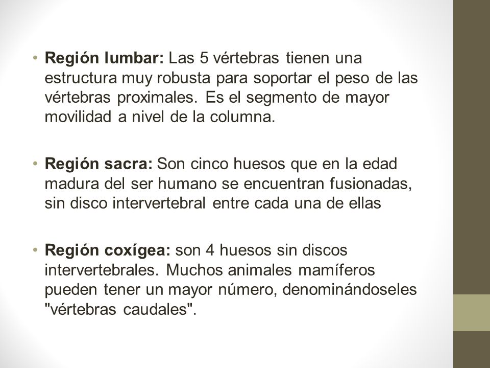 Región lumbar: Las 5 vértebras tienen una estructura muy robusta para soportar el peso de las vértebras proximales. Es el segmento de mayor movilidad a nivel de la columna.