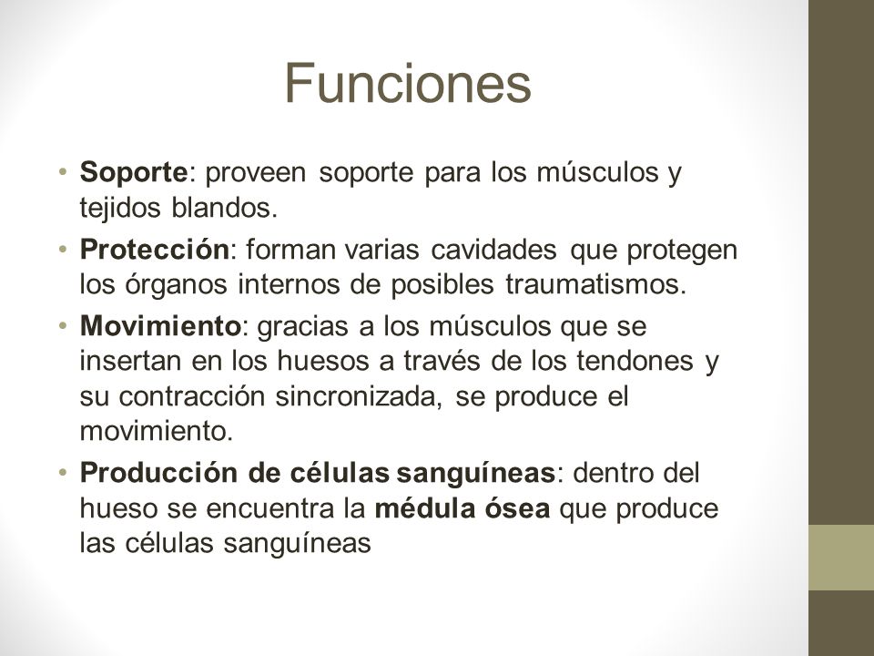 Funciones Soporte: proveen soporte para los músculos y tejidos blandos.
