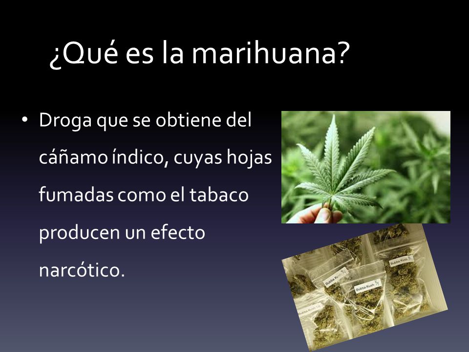 ¿Qué es la marihuana.
