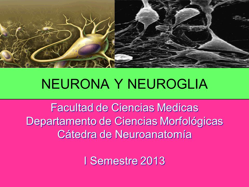 NEURONA Y NEUROGLIA Facultad de Ciencias Medicas Departamento de Ciencias Morfológicas Cátedra de Neuroanatomía I Semestre 2013