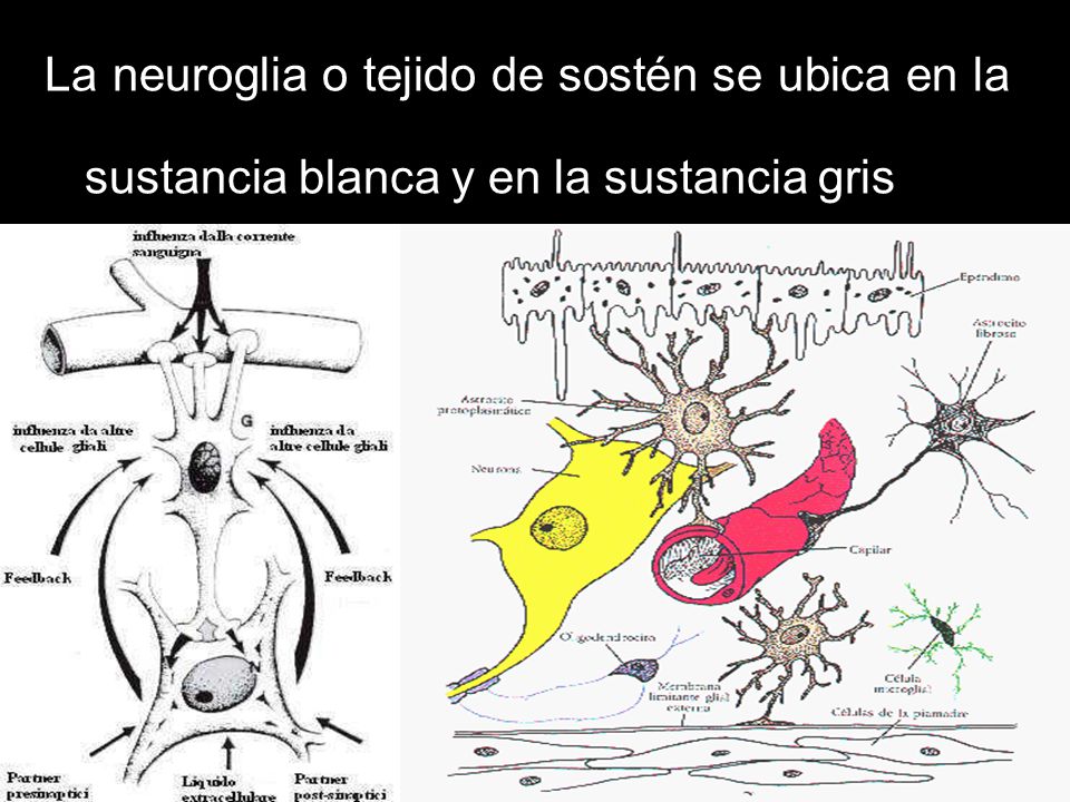 La neuroglia o tejido de sostén se ubica en la sustancia blanca y en la sustancia gris