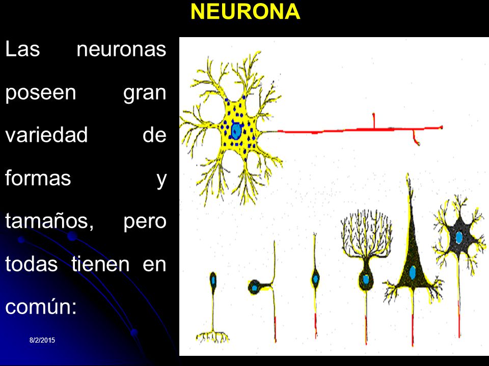 NEURONA Las neuronas poseen gran variedad de formas y tamaños, pero todas tienen en común: 4/18/2017.