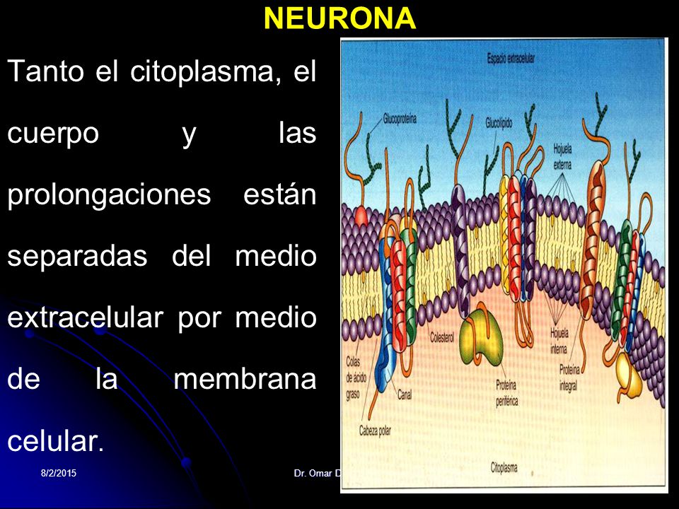 NEURONA Tanto el citoplasma, el cuerpo y las prolongaciones están separadas del medio extracelular por medio de la membrana celular.