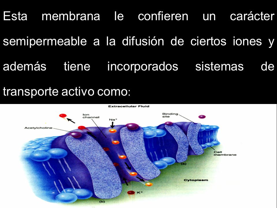 Esta membrana le confieren un carácter semipermeable a la difusión de ciertos iones y además tiene incorporados sistemas de transporte activo como: