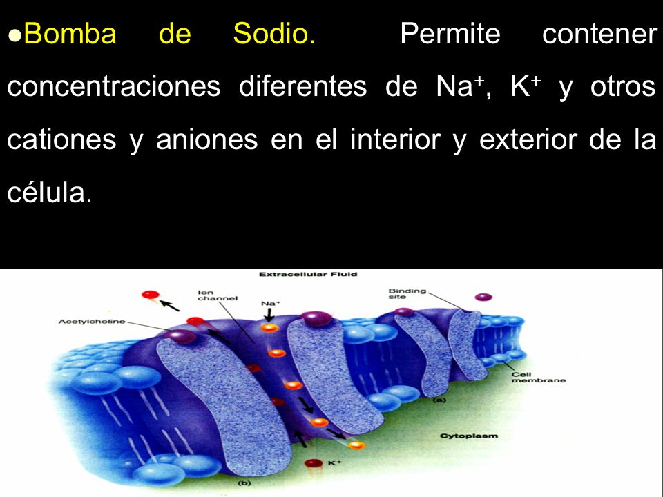 Bomba de Sodio. Permite contener concentraciones diferentes de Na+, K+ y otros cationes y aniones en el interior y exterior de la célula.
