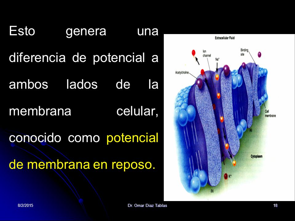 Esto genera una diferencia de potencial a ambos lados de la membrana celular, conocido como potencial de membrana en reposo.