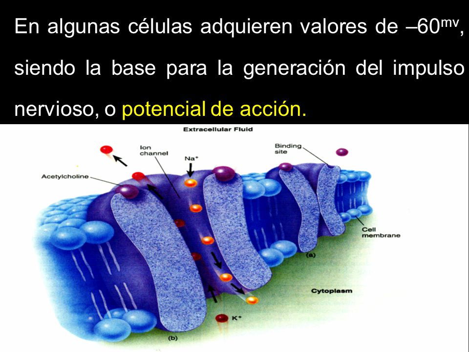 En algunas células adquieren valores de –60mv, siendo la base para la generación del impulso nervioso, o potencial de acción.