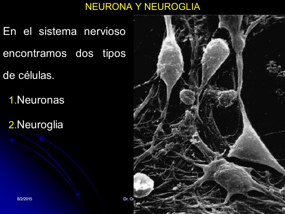 En el sistema nervioso encontramos dos tipos de células.