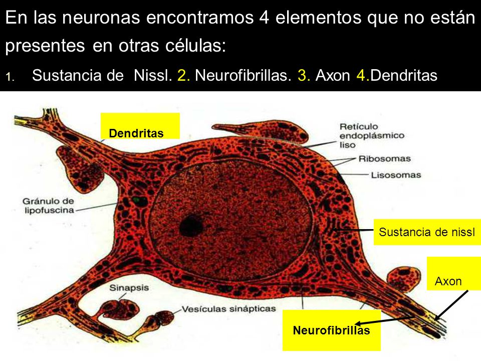 En las neuronas encontramos 4 elementos que no están presentes en otras células:
