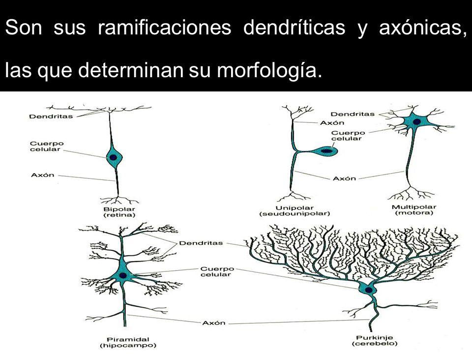 Son sus ramificaciones dendríticas y axónicas, las que determinan su morfología.