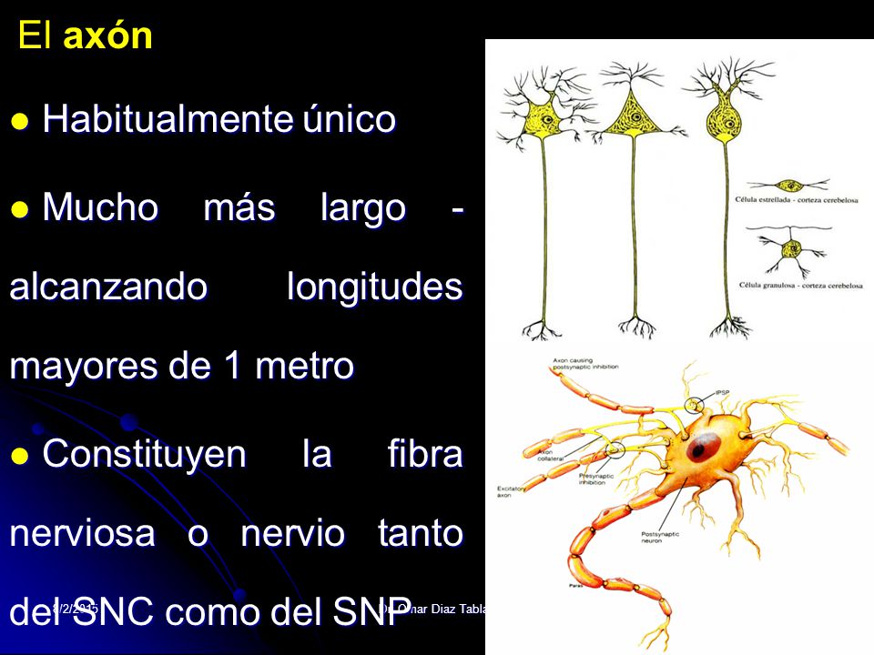 Mucho más largo - alcanzando longitudes mayores de 1 metro