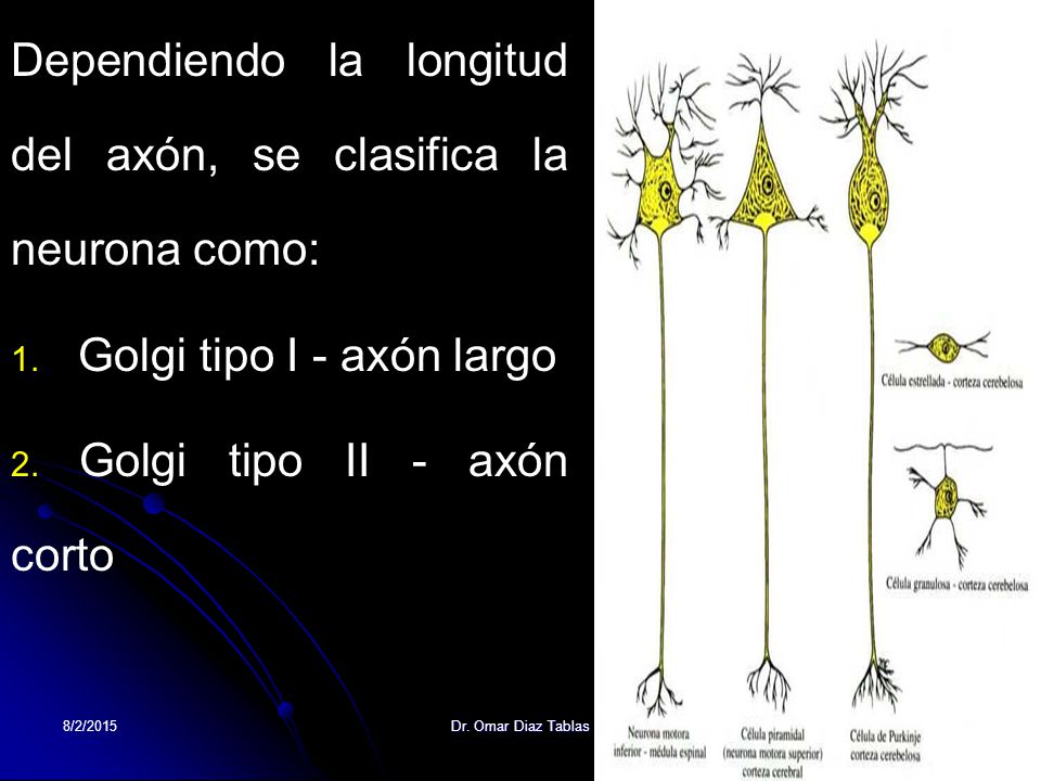 Dependiendo la longitud del axón, se clasifica la neurona como: