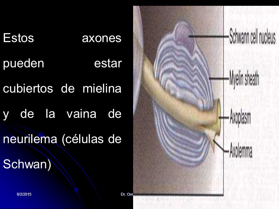 Estos axones pueden estar cubiertos de mielina y de la vaina de neurilema (células de Schwan)