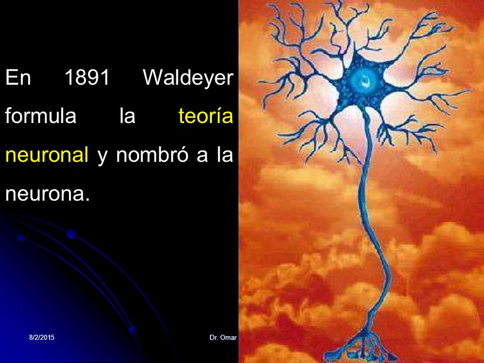 En 1891 Waldeyer formula la teoría neuronal y nombró a la neurona.