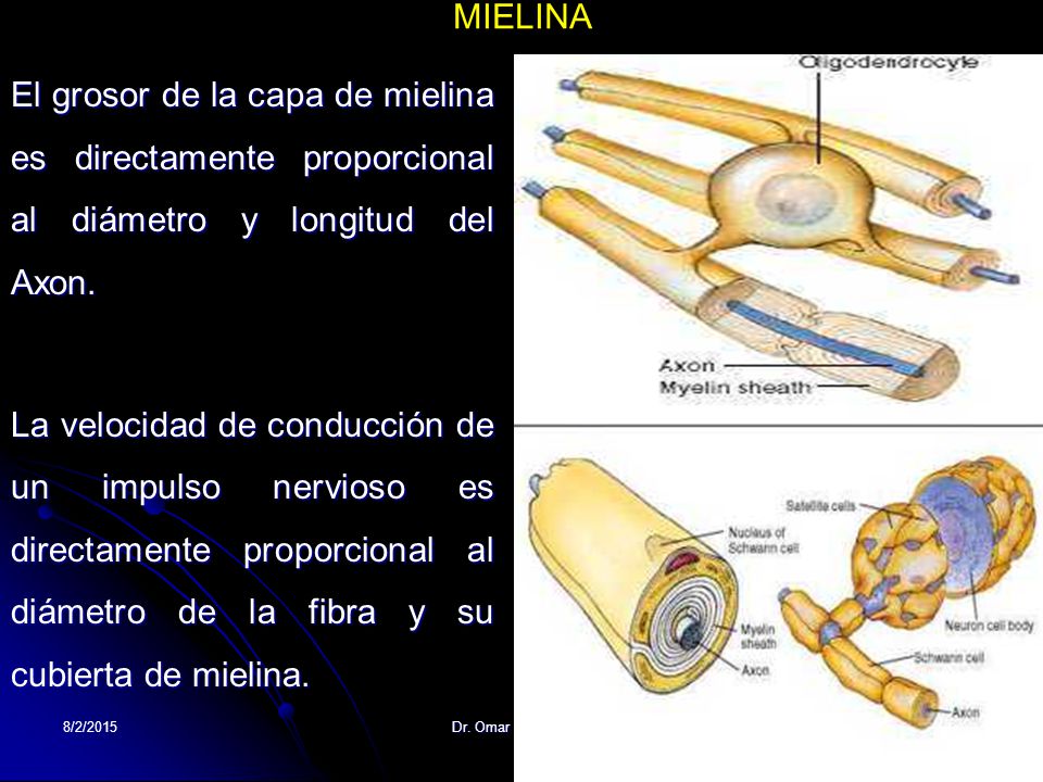 MIELINA El grosor de la capa de mielina es directamente proporcional al diámetro y longitud del Axon.