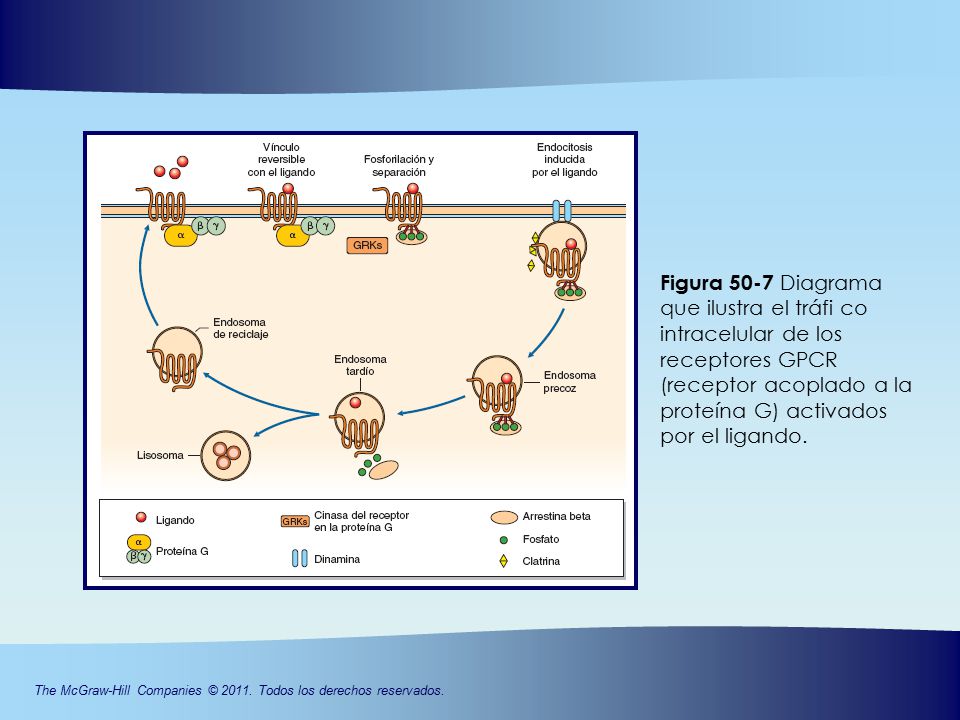 Figura 50-7 Diagrama que ilustra el tráfi co intracelular de los receptores GPCR (receptor acoplado a la proteína G) activados por el ligando.