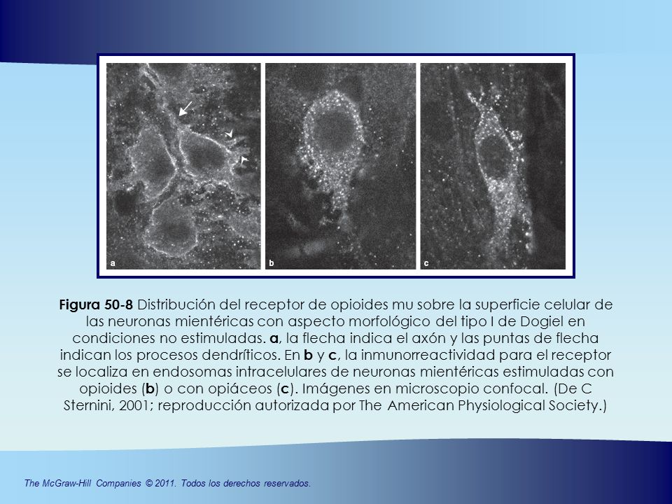 Figura 50-8 Distribución del receptor de opioides mu sobre la superficie celular de las neuronas mientéricas con aspecto morfológico del tipo I de Dogiel en condiciones no estimuladas.