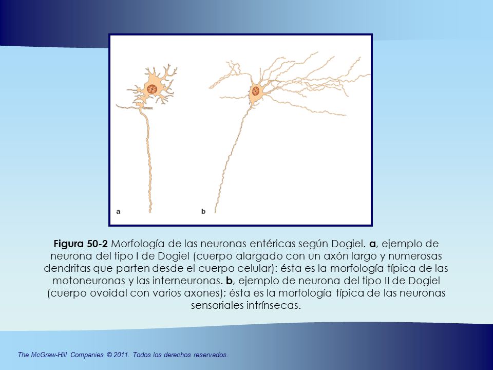 Figura 50-2 Morfología de las neuronas entéricas según Dogiel