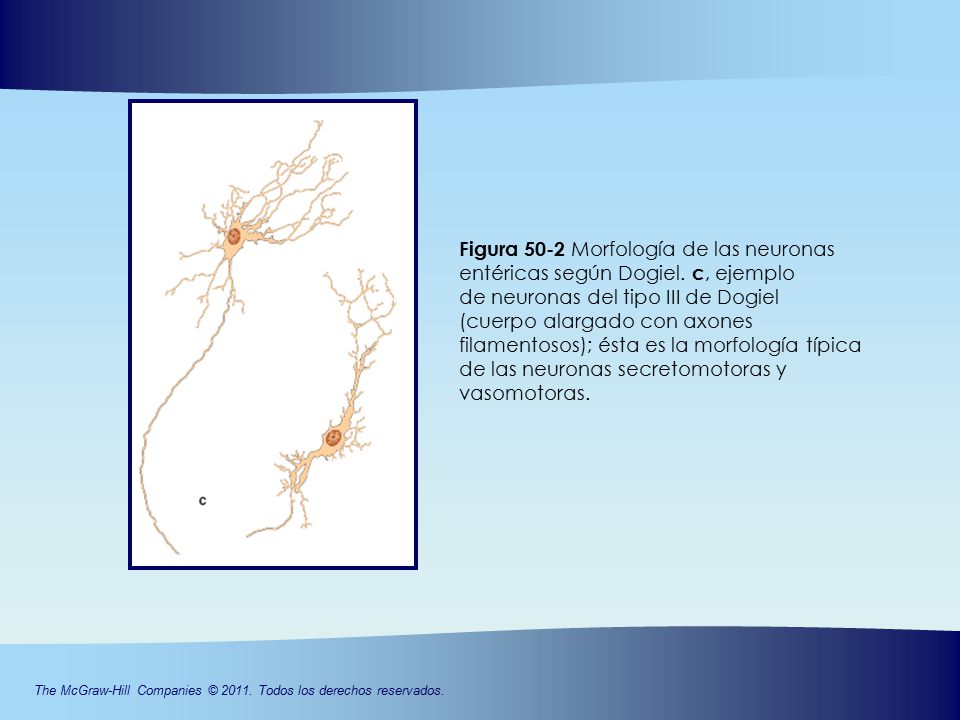 Figura 50-2 Morfología de las neuronas entéricas según Dogiel