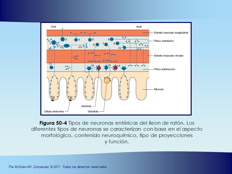 Figura 50-4 Tipos de neuronas entéricas del íleon de ratón