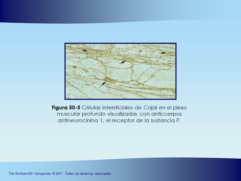 Figura 50-5 Células intersticiales de Cajal en el plexo muscular profundo visualizadas con anticuerpos antineurocinina 1, el receptor de la sustancia P.