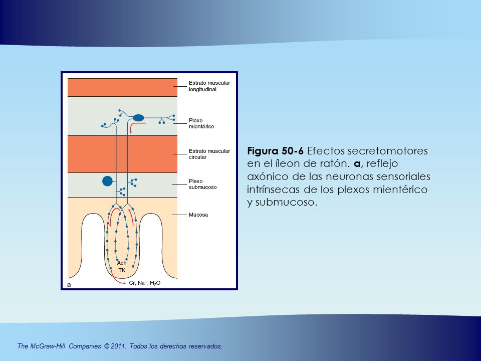 Figura 50-6 Efectos secretomotores en el íleon de ratón