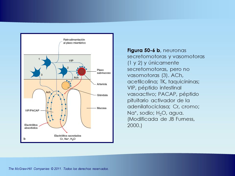 Figura 50-6 b, neuronas secretomotoras y vasomotoras (1 y 2) y únicamente secretomotoras, pero no vasomotoras (3).