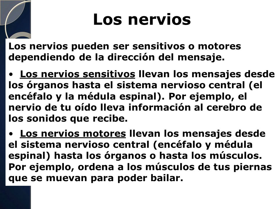 Los nervios Los nervios pueden ser sensitivos o motores dependiendo de la dirección del mensaje.