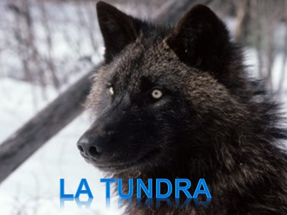 La tundra